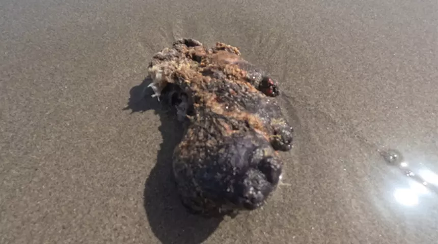 Sahillerde Milyonluk Hazine Avı: Altından Daha Değerli